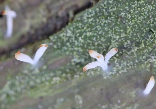 Fleurs et lichen