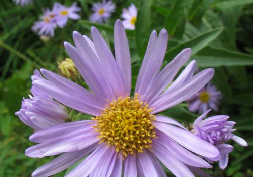 Aster des Pyrénées 
