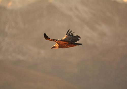 rapace