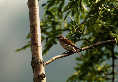 oiseau