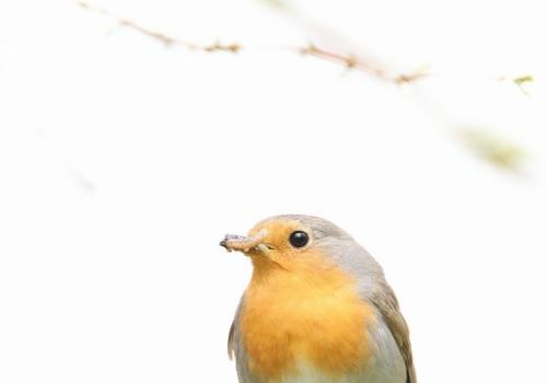 Quel est cet oiseau ? 