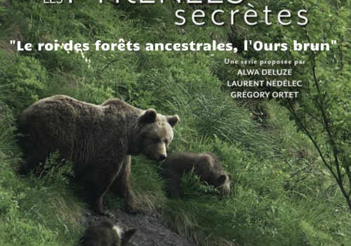 Pyrénées secrètes Ours