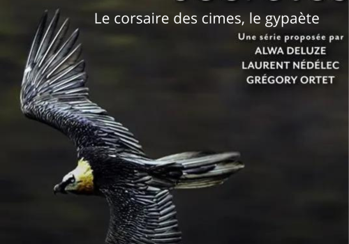 Pyrénées scrètes Gypaète