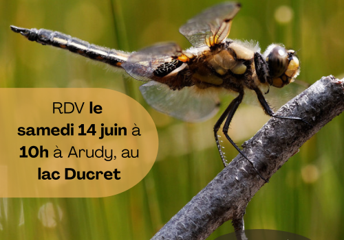 L'incroyable vie des libellules