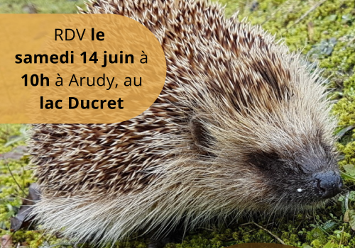 A la rencontre du Hérisson