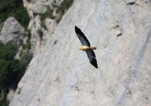  Vautour percnoptère©Philippe LLANES