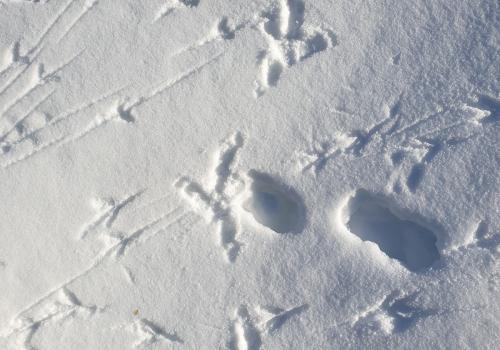Empreintes de Gypaète barbu ©Laurent NEDELEC