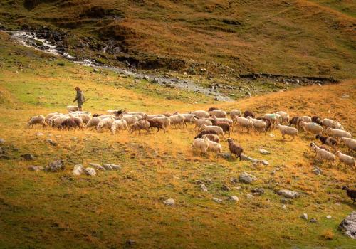 Berger et son troupeau en estive©Jean-François GRAFFAND