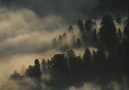 forêt brume