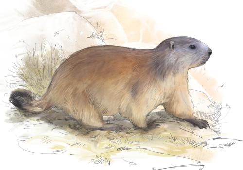 Illustration marmotte