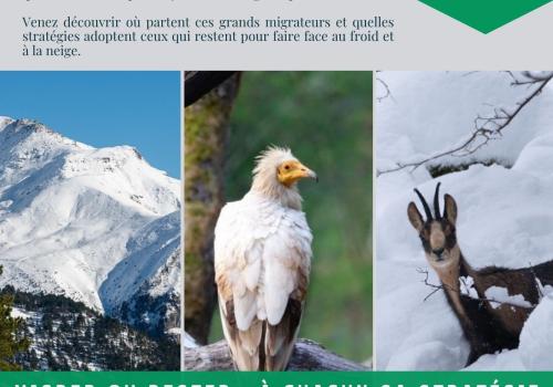 animations faune