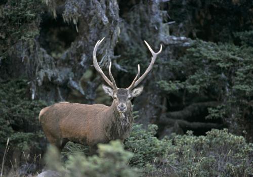 cerf_vallee_du_louron_ors_pnp_laurent_nedelec.jpeg
