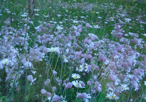 prairies_fleuries_exposition_du_pnp.jpg