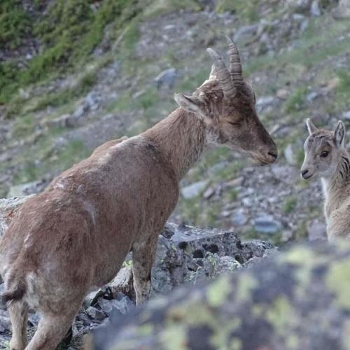 Femelle et son cabri ©J. Vignasse - Parc national des Pyrénées