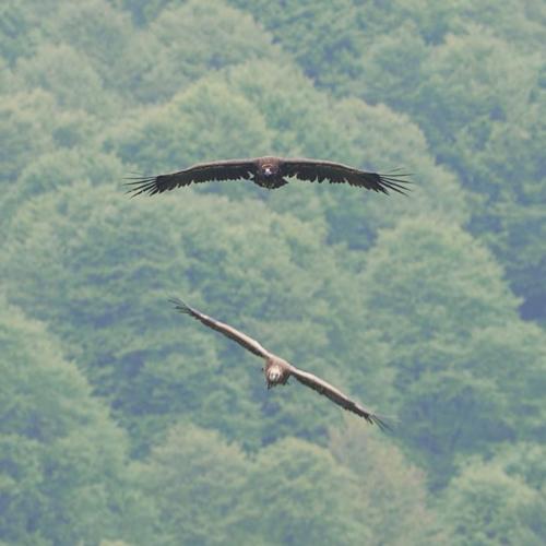 Vautour moine