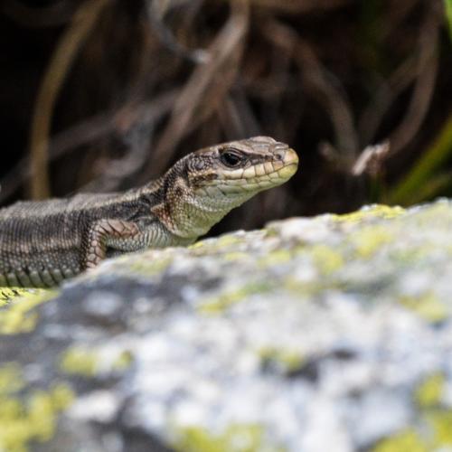 Gros plan sur le Lézard de Bonnal