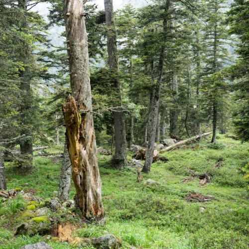 Forêt sur Cauterets ©L. Nédélec - Parc national des Pyrénées