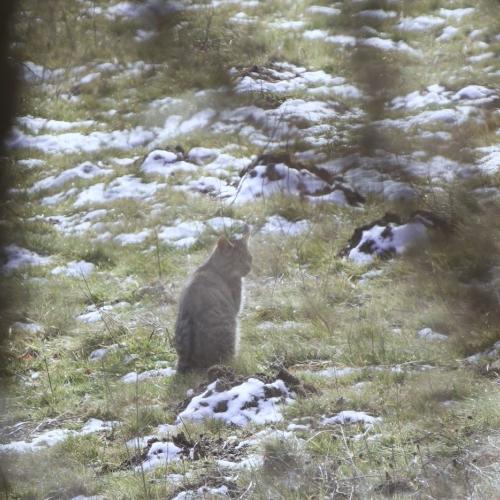 couv instant nature: chat