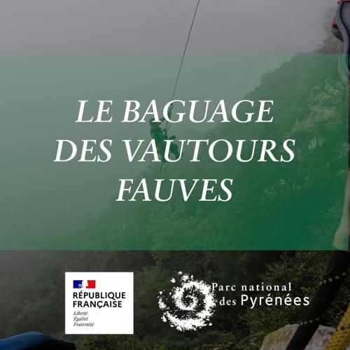 couv Instants découverte: baguage des vautours fauves