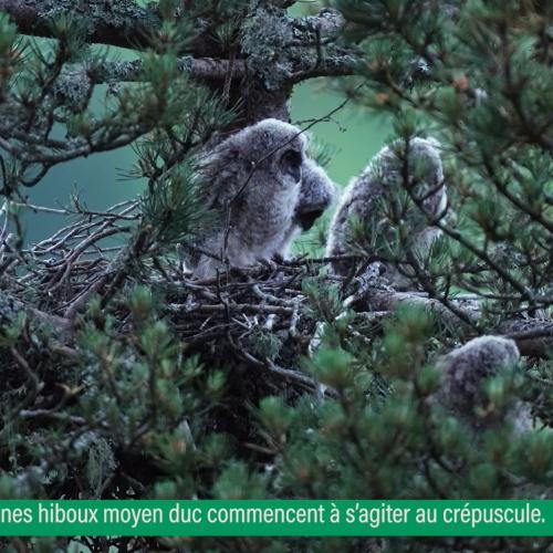 couv Noctambules instant nature