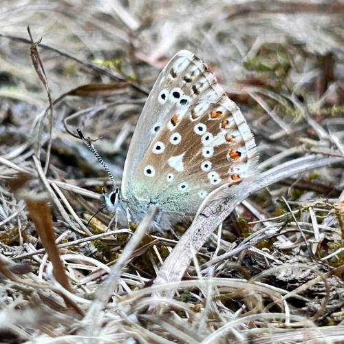Papillon