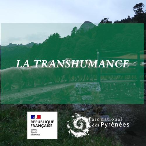 Couverture vidéo "la transhumance"