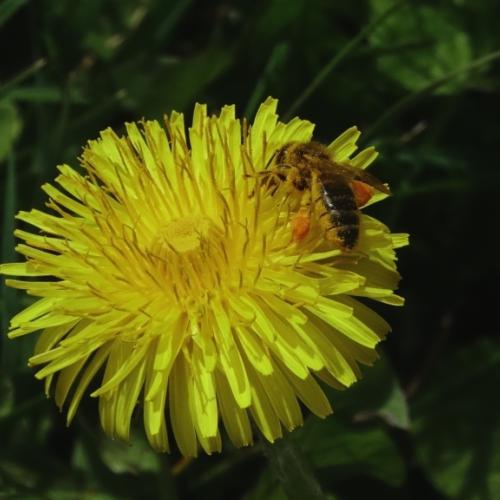 abeille_pollen_didier_peyrusque_1.jpg