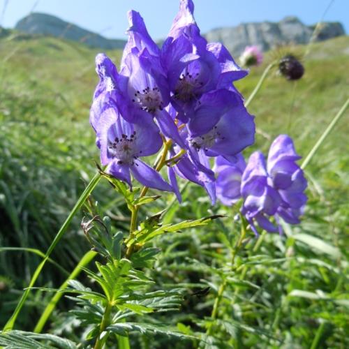 aconitum_variegatum_ssp._pyrenaicum_francoise_laigneau_cbnpmp3_22_08_2011_r2test.jpg