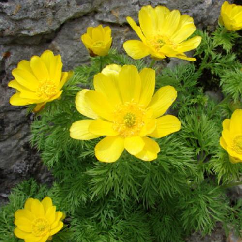 adonis-des-pyrenees-vignette.jpg