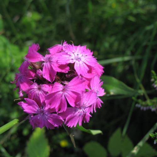 aout-1-2012-cb_094_dianthus_barbatus_oeillet_des_poetes_c_berges_cbnpmp.jpg