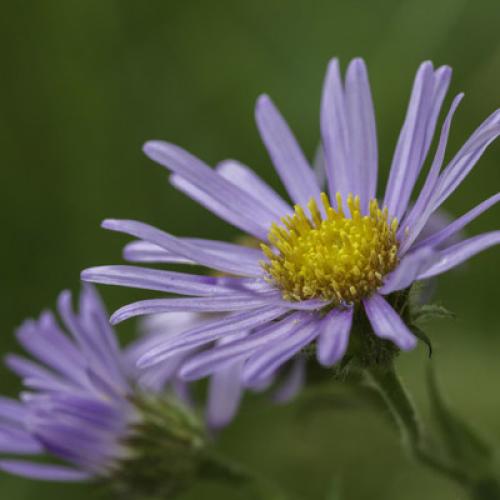 aster-des-pyrenees-vignette.jpg