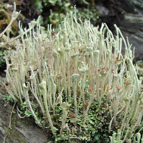 cladonia.jpg