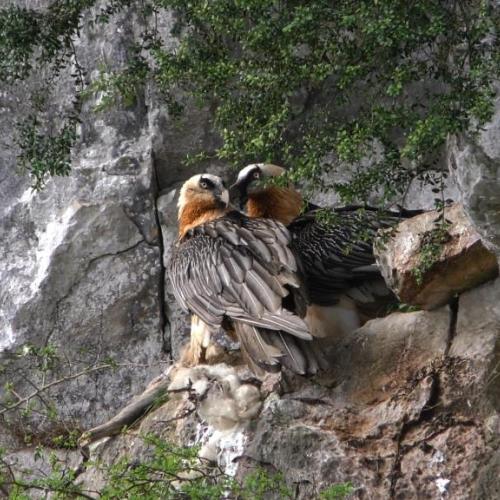 couple_gypaetes_barbus_en_ossau_didier_peyrusque_4.jpg