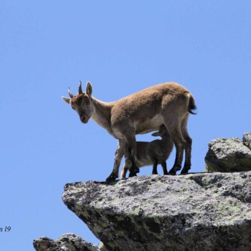 jeune_mere_2ans_2750m_16-06-19_jpc.jpg