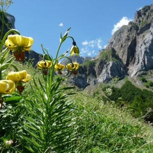 lis_des_pyrenees_jerome_demoulin_2.jpg