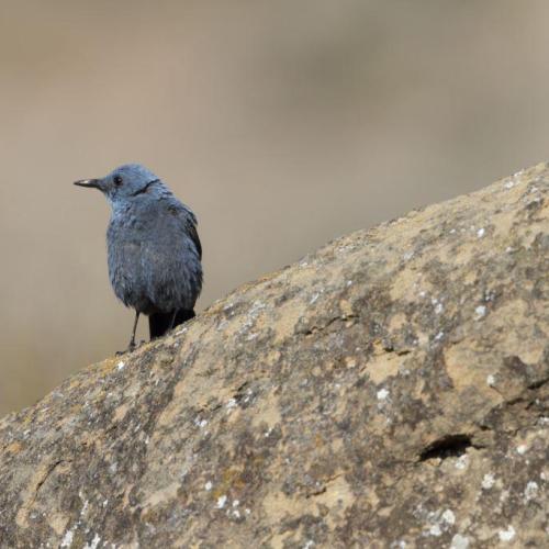 merle_bleu_chrsitophe_cuenin_hors_pnp_1bd.jpg