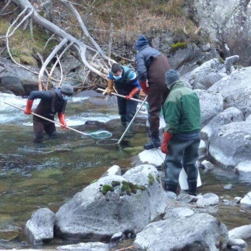 peche_electrique_cauterets_novembre2020_stephane_guichemer_5.jpg