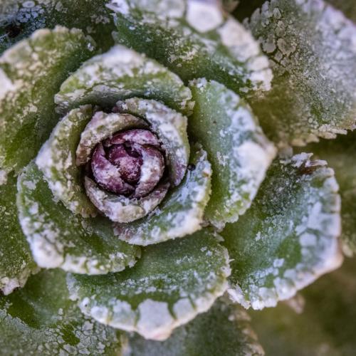 saxifrage_paniculee_pais_de_flors_s02-43.jpg