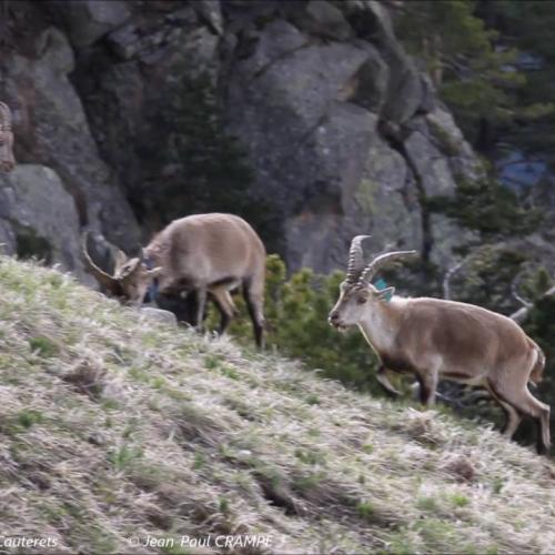 Printemps des bouquetins de Cauterets