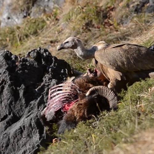 Le ballet des rapaces du massif du Pibeste