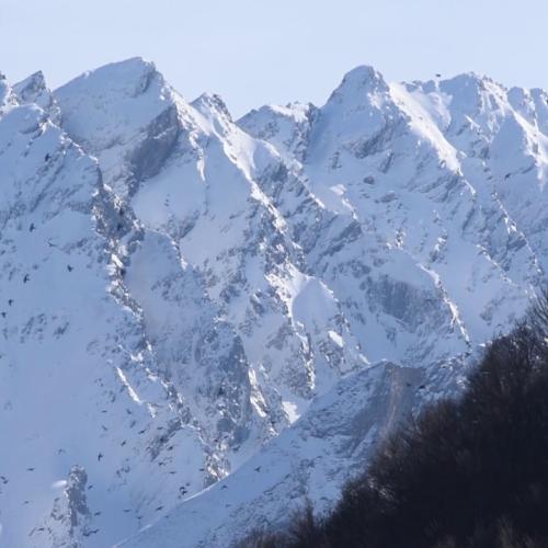 Février bleu : vols de palombes en Val d"Azun