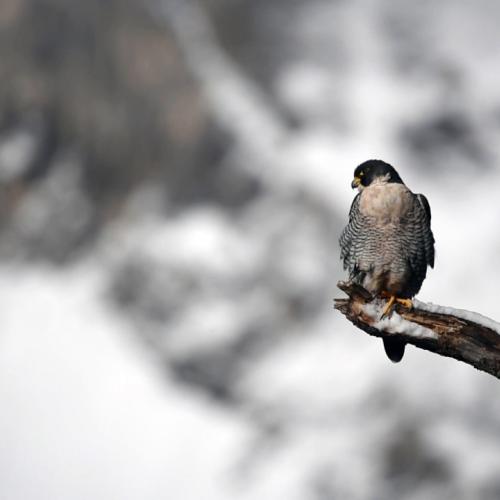 Instants de vie "Quand l'hiver s'installe" par Laurent Nédélec