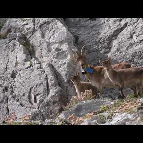 Les jumeaux bouquetins du Grand Barbat - Vidéo Jean-Paul Crampe