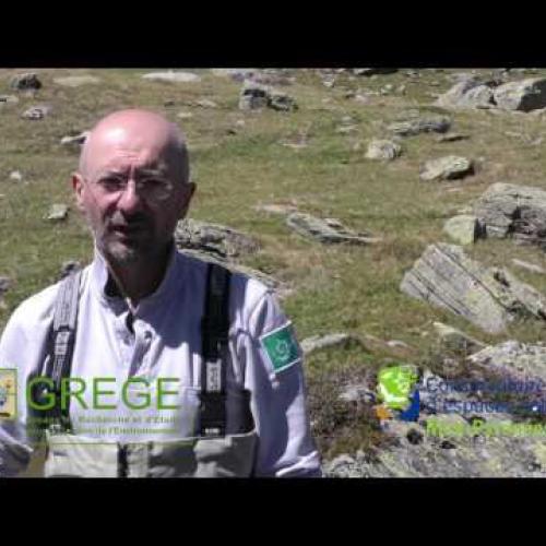 Un radeau pour le Desman des Pyrénées