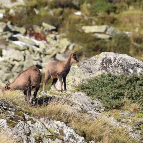 Le quotidien des isards en période de rut