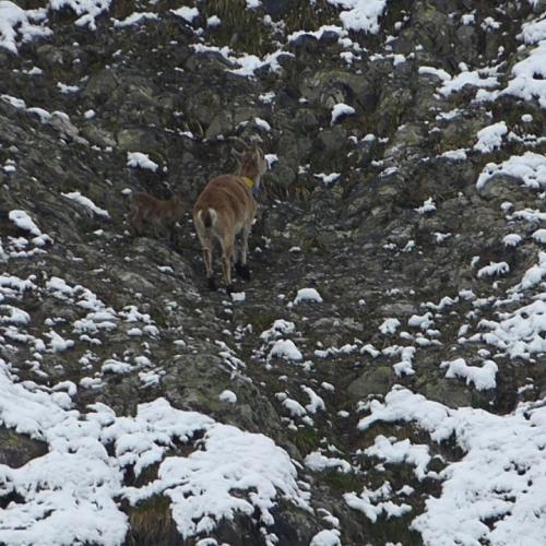 Un cabri bouquetin de quelques jours en vallée de cauterets