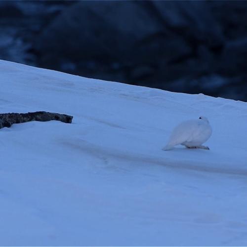 Instants de vie hivernale du Lagopède alpin par Laurent Nédélec