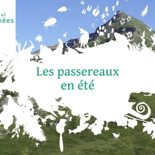 Les passereaux en été