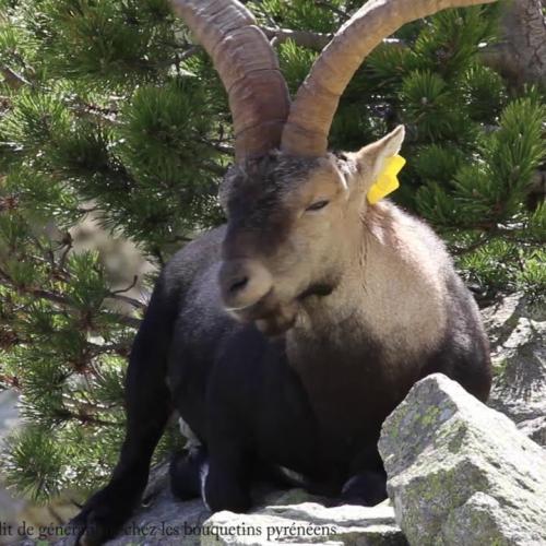 Conflit chez les bouquetins pyrénéens