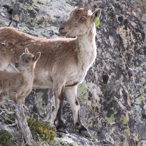 Premiers pas d'un seigneur des Pyrénées